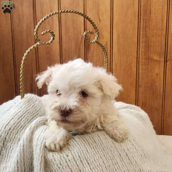 Jack, Havanese Puppy